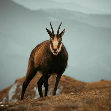 Pensiunea 3 Brazi Zărneşti Dış mekan fotoğraf